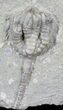 Taxocrinus Colletti Crinoid Fossil - Indiana #29395-1